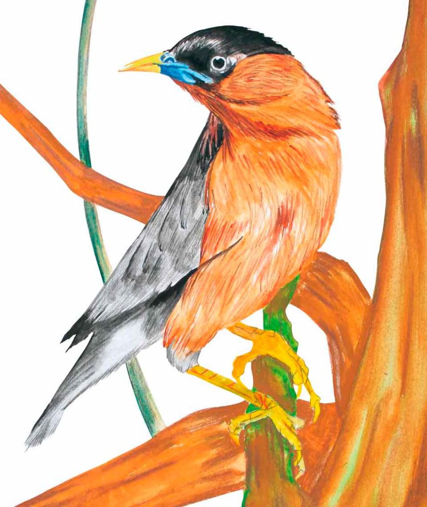 pajaro